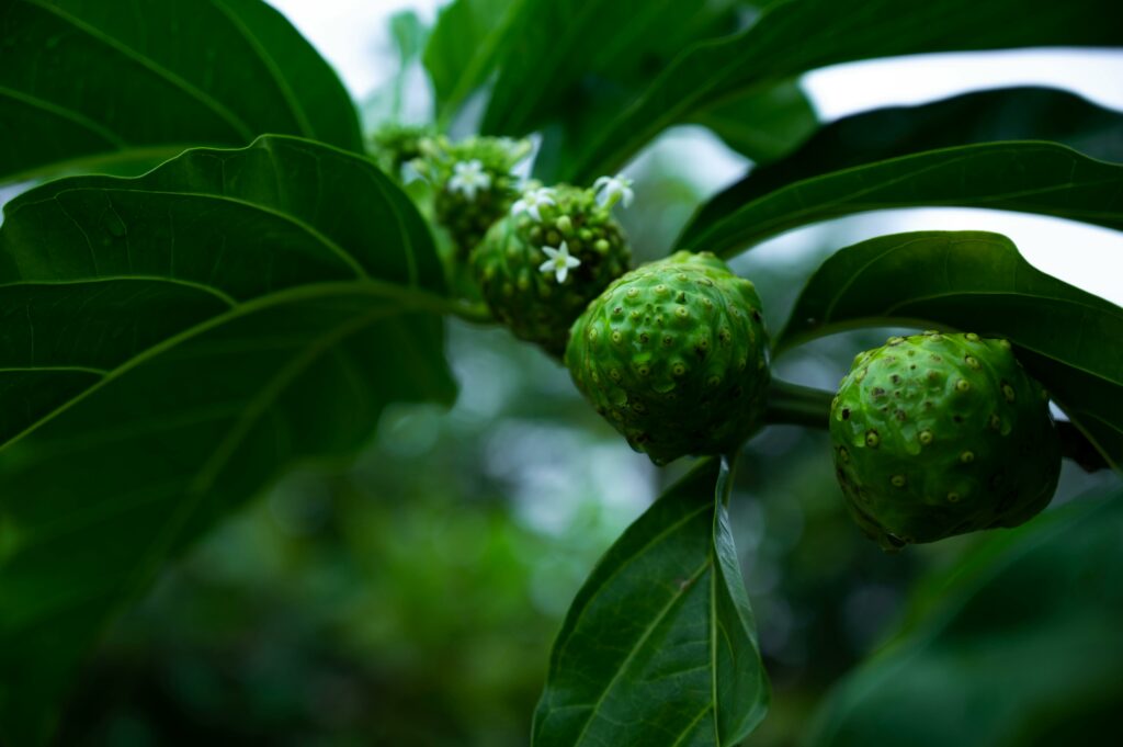 Le noni, ou malaye, est connu pour ses vertus immunostimulantes. (Photo zeluloidea, Pexels) 