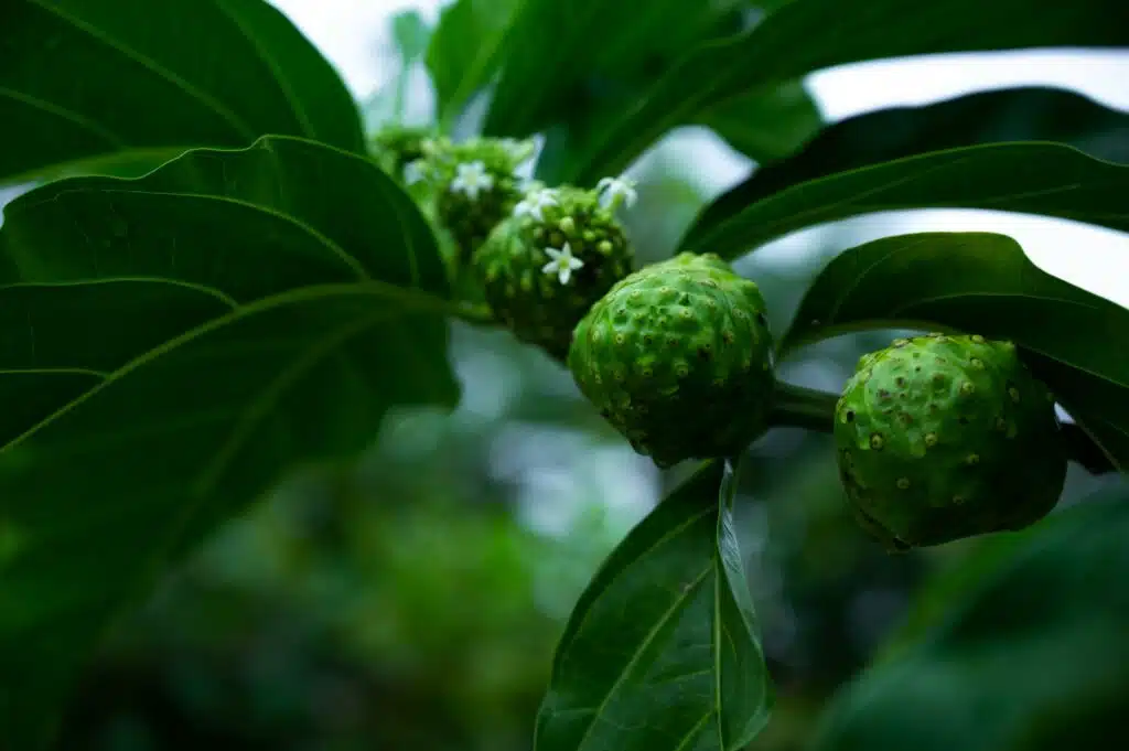 Le noni, ou malaye, est connu pour ses vertus immunostimulantes. (Photo zeluloidea, Pexels) 