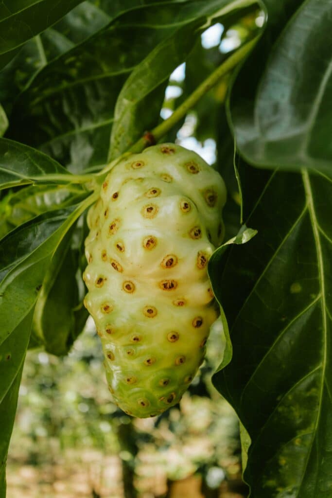 Le noni, ou malaye, est connu pour ses vertus immunostimulantes. (Photo zeluloidea, Pexels) 