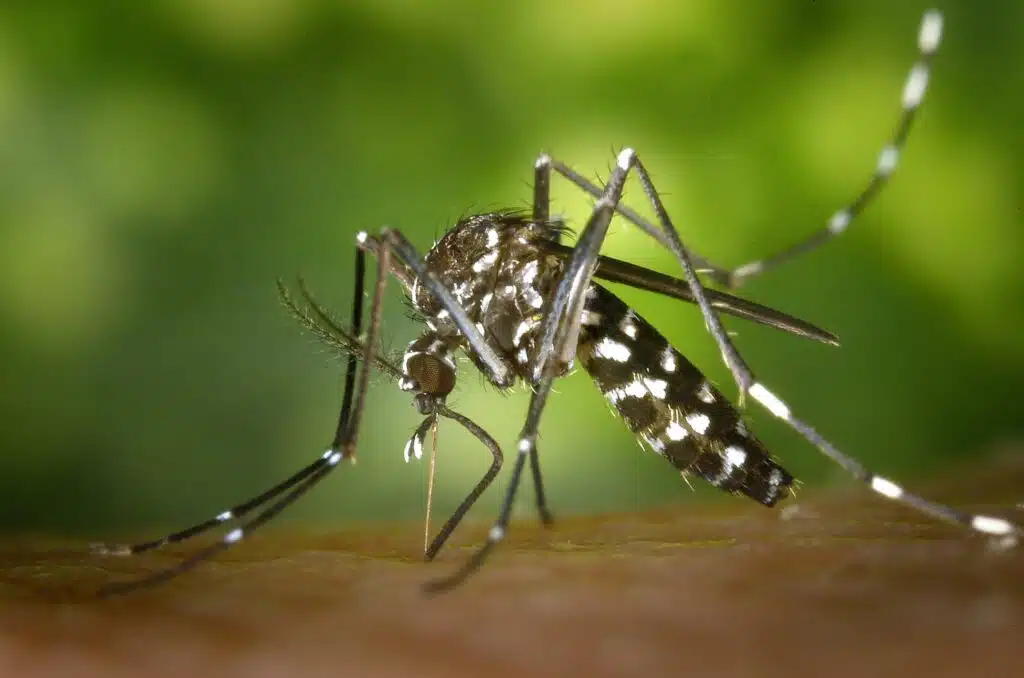 Le chikungunya se transmet d’homme à homme par l’intermédiaire de moustiques tigres. Aedes albopictus