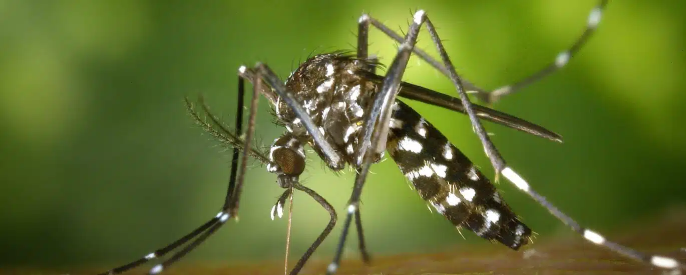 Le chikungunya se transmet d’homme à homme par l’intermédiaire de moustiques tigres. Aedes albopictus
