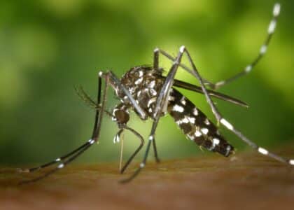 Le chikungunya se transmet d’homme à homme par l’intermédiaire de moustiques tigres. Aedes albopictus