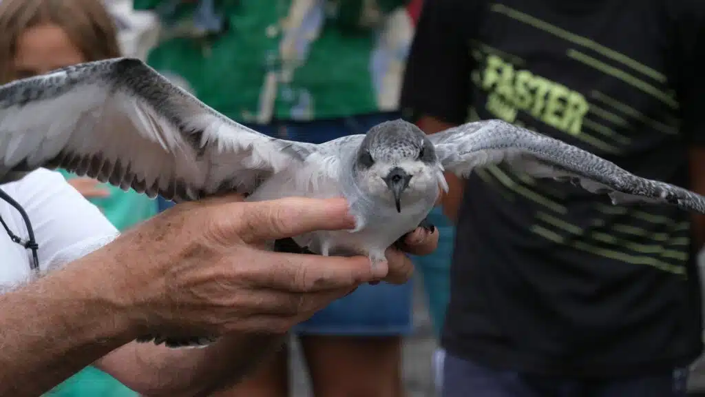 Lâcher de pétrels au cap Lahoussaye