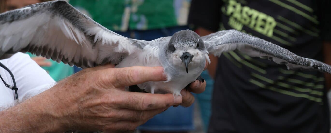 Lâcher de pétrels au cap Lahoussaye