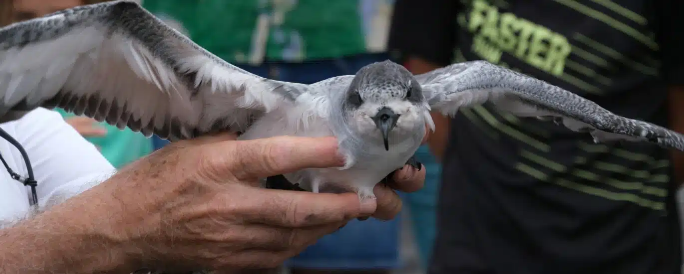 Lâcher de pétrels au cap Lahoussaye