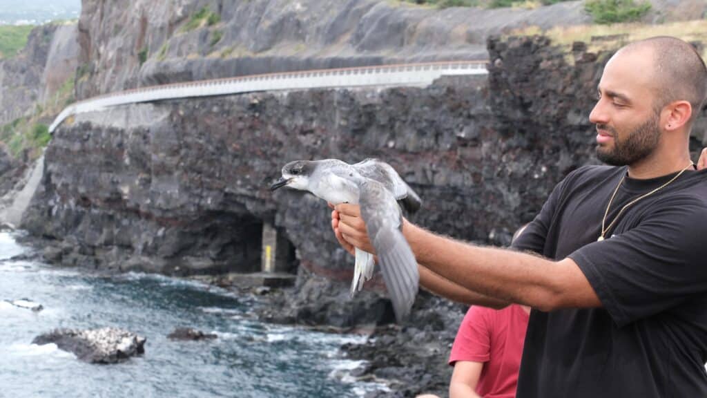 Lâcher de pétrels au cap Lahoussaye