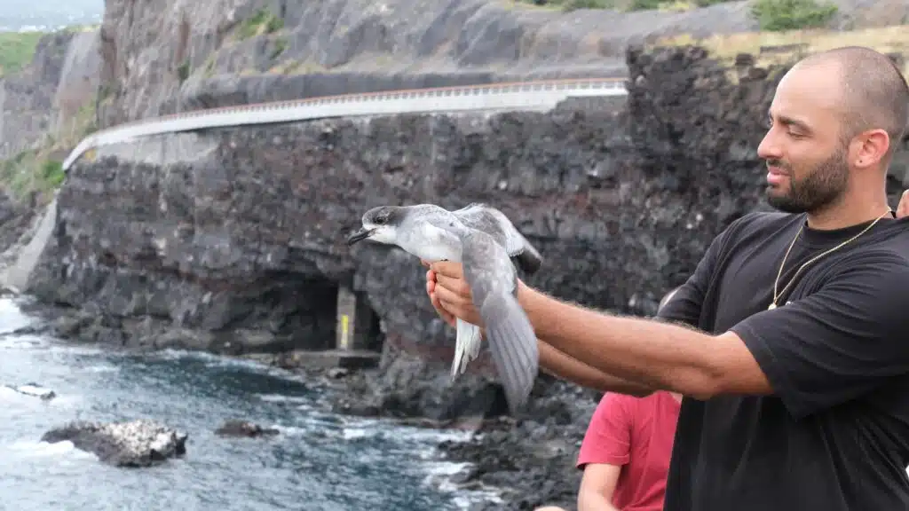 Lâcher de pétrels au cap Lahoussaye