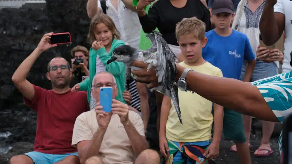 Lâcher de pétrels au cap Lahoussaye