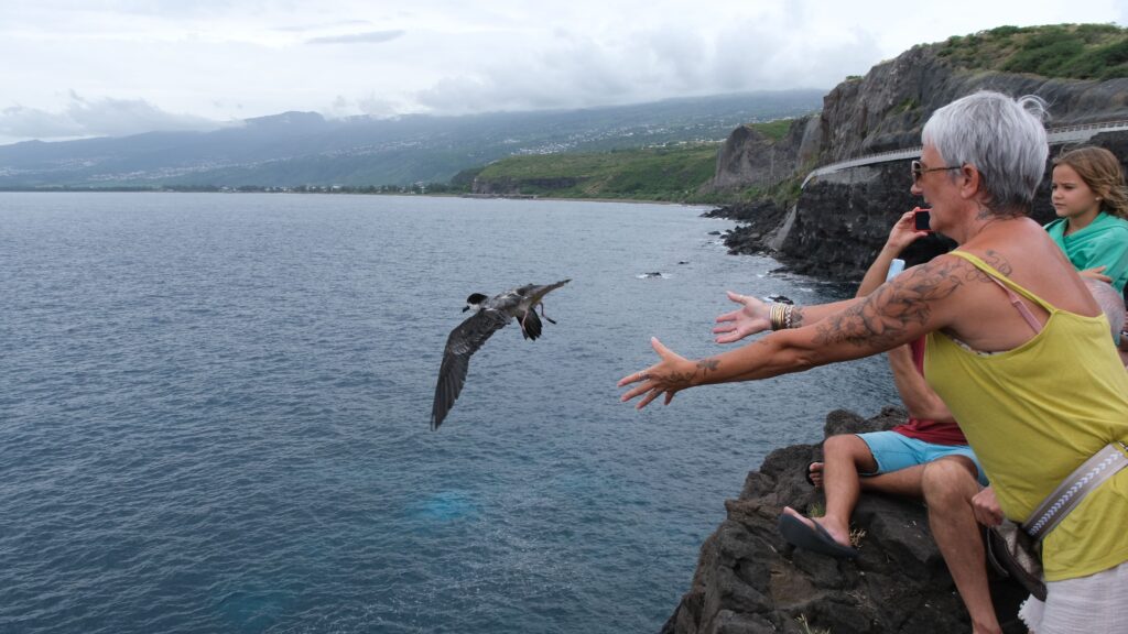 Lâcher de pétrels au cap Lahoussaye