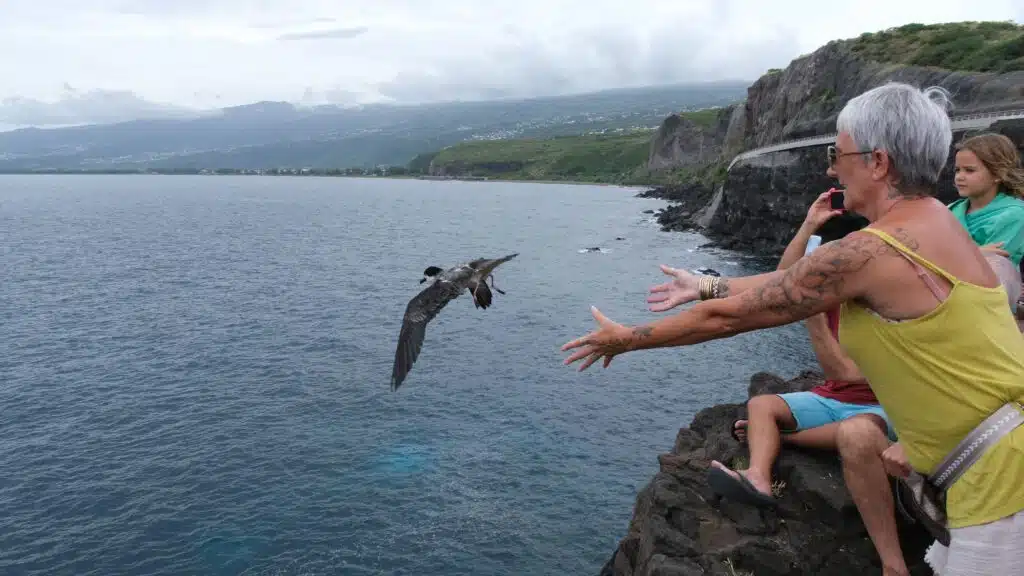 Lâcher de pétrels au cap Lahoussaye