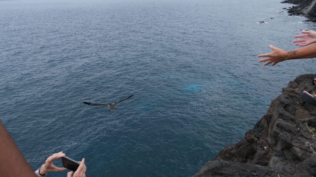 Lâcher de pétrels au cap Lahoussaye