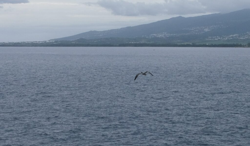 Lâcher de pétrels au cap Lahoussaye