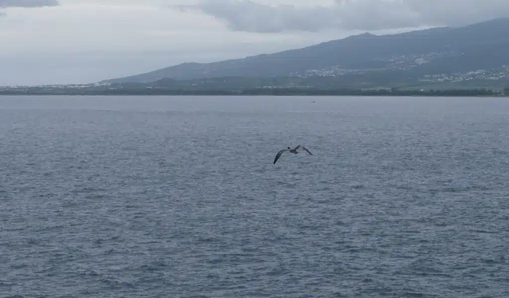 Lâcher de pétrels au cap Lahoussaye