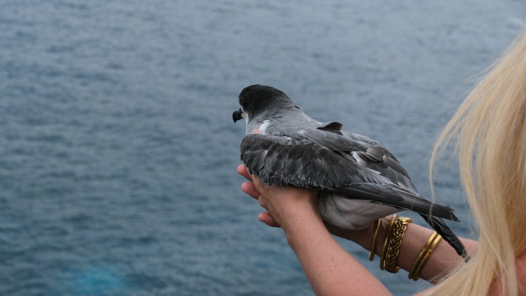 Lâcher de pétrels au cap Lahoussaye
