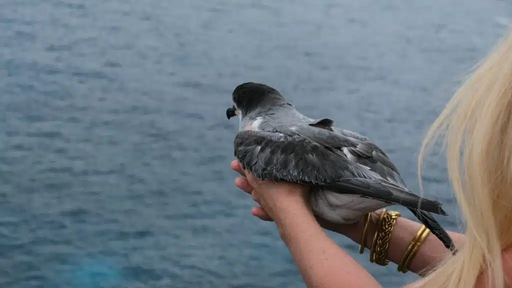 Lâcher de pétrels au cap Lahoussaye