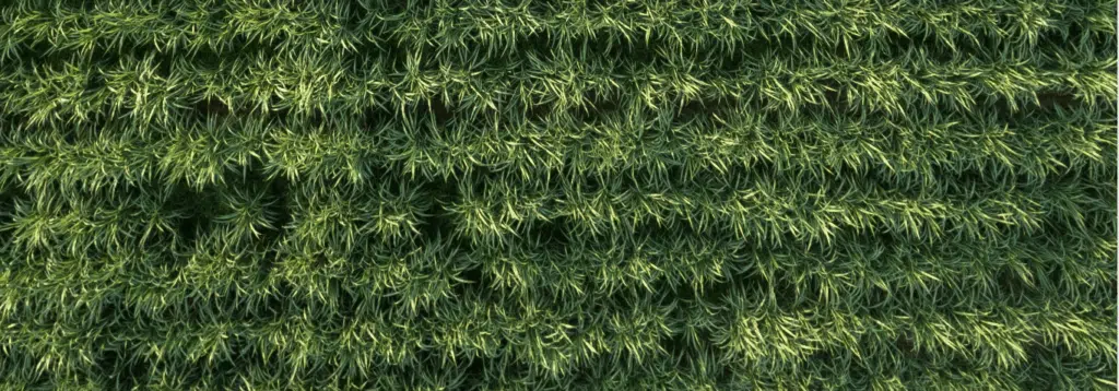 états généraux de la canne Région Réunion