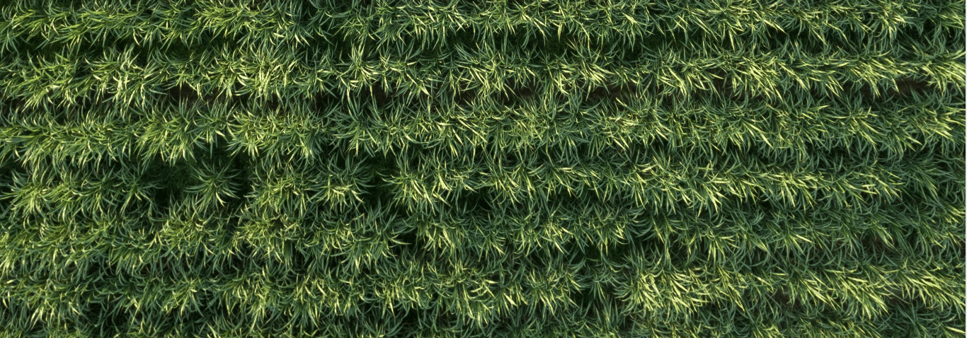 états généraux de la canne Région Réunion