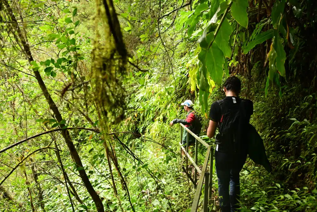 Sur le sentier Augustave, la végétation a repris le dessus sur les installations rendant le parcours assez difficile. © Olivier Ceccaldi