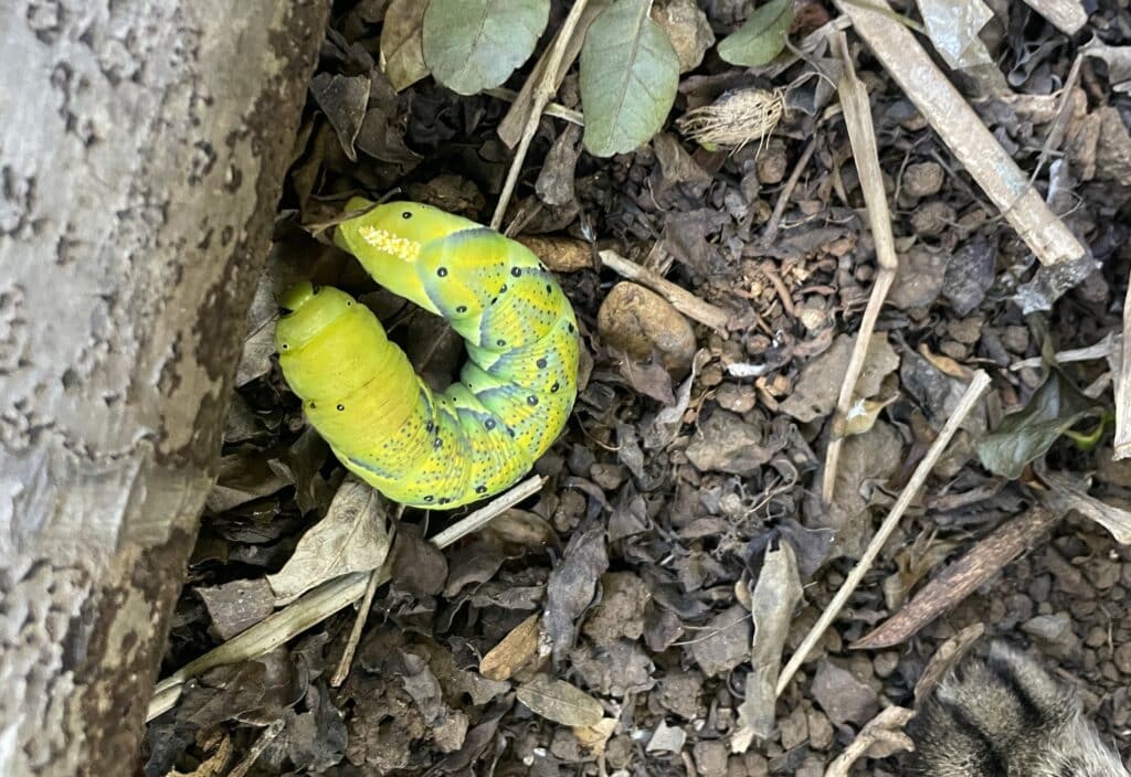 chenille pour la chronique de Gigi