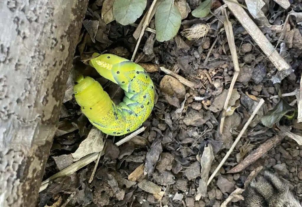 chenille pour la chronique de Gigi