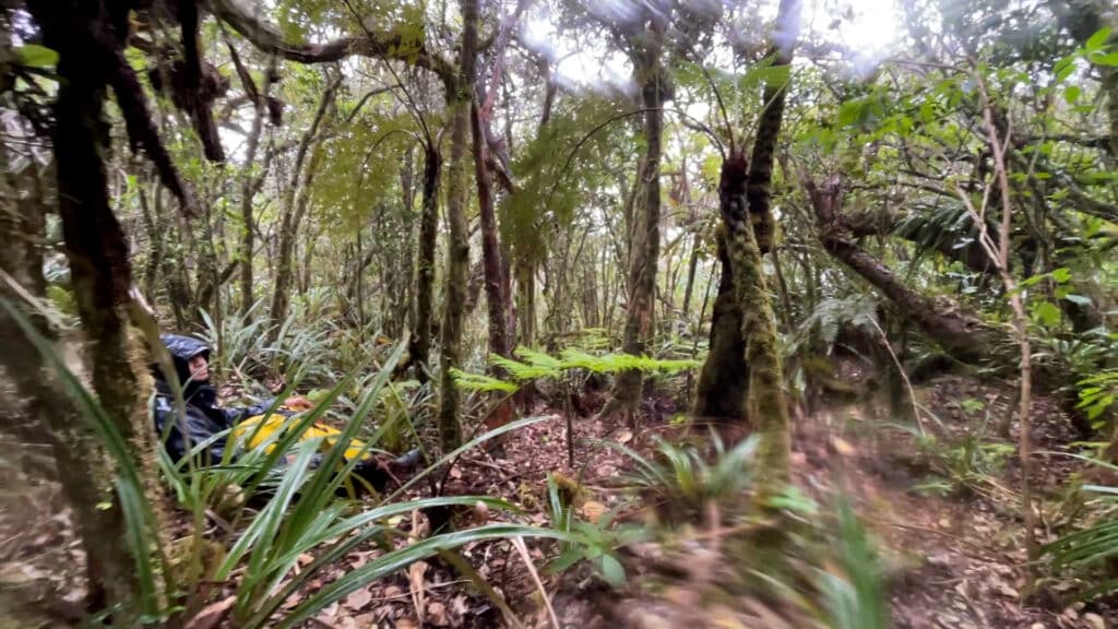 Expédition botanique et maronage dans les hauts de Salazie avec Rémi-Paul Grondin