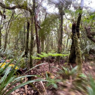 Expédition botanique et maronage dans les hauts de Salazie avec Rémi-Paul Grondin