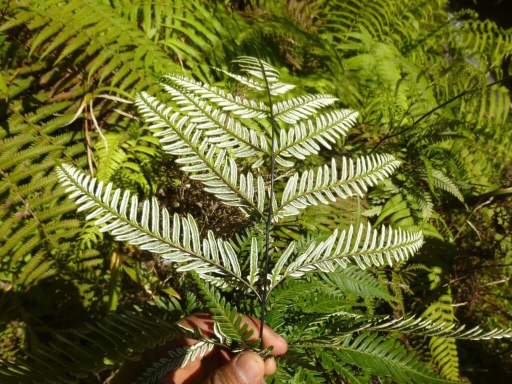 Expédition botanique et maronage dans les hauts de Salazie avec Rémi-Paul Grondin