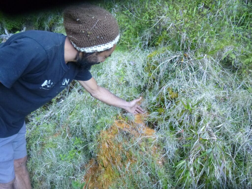 Expédition botanique et maronage dans les hauts de Salazie avec Rémi-Paul Grondin