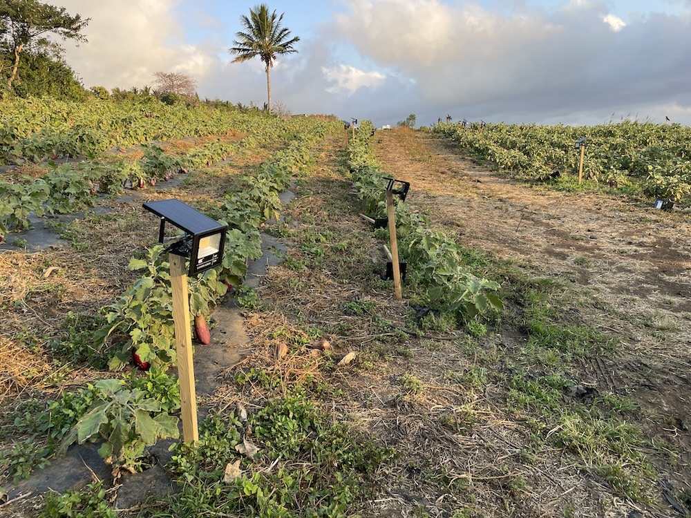 champ maraichage énergie solaire Etang Saint-Leu