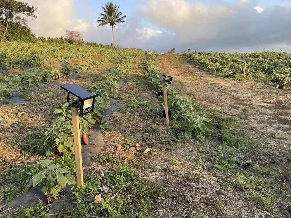 champ maraichage énergie solaire Etang Saint-Leu