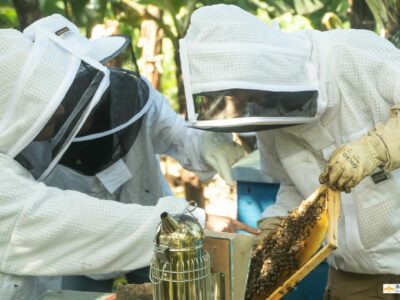 Bee Run abeille apiculture
