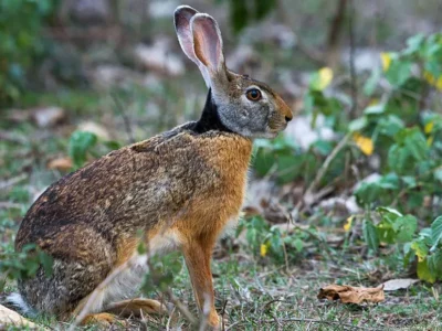 Un lièvre à collier noir dans son cadre naturel à la Réunion. • ©Fédération Départementale des Chasseurs de la Réunion