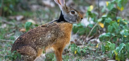 Un lièvre à collier noir dans son cadre naturel à la Réunion. • ©Fédération Départementale des Chasseurs de la Réunion