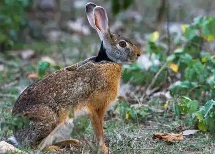 Un lièvre à collier noir dans son cadre naturel à la Réunion. • ©Fédération Départementale des Chasseurs de la Réunion