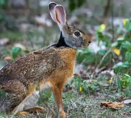 Un lièvre à collier noir dans son cadre naturel à la Réunion. • ©Fédération Départementale des Chasseurs de la Réunion
