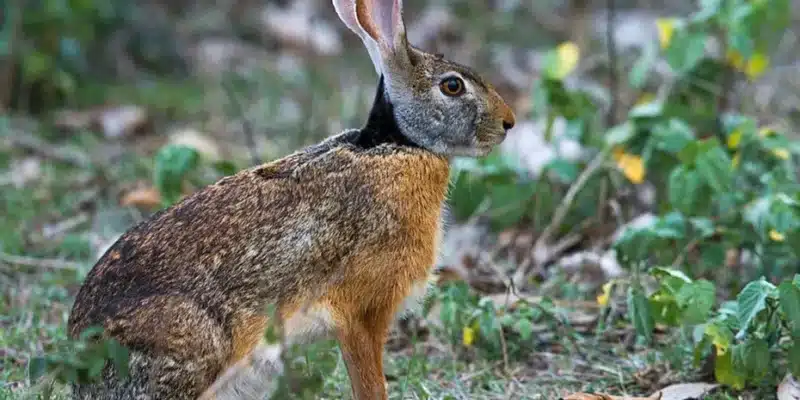 Un lièvre à collier noir dans son cadre naturel à la Réunion. • ©Fédération Départementale des Chasseurs de la Réunion