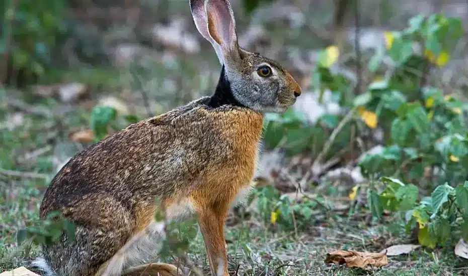 Un lièvre à collier noir dans son cadre naturel à la Réunion. • ©Fédération Départementale des Chasseurs de la Réunion