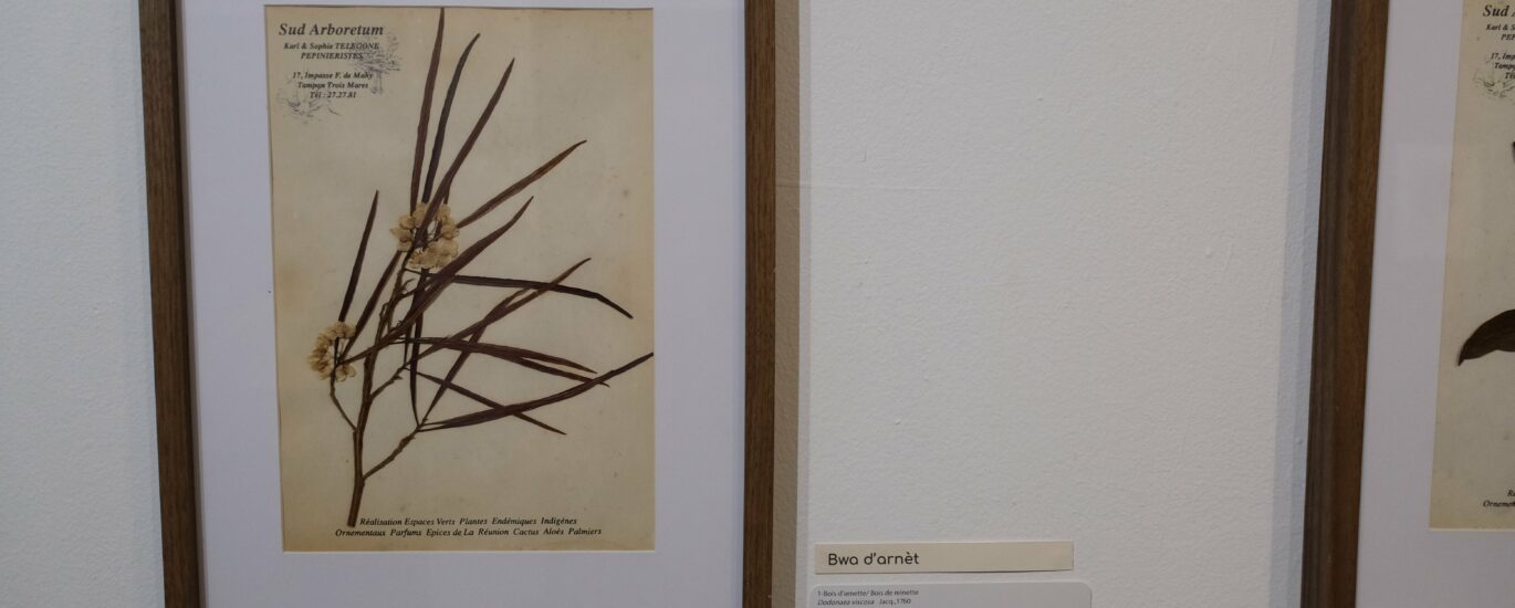 exposition galerie Hang'Art, Saint-Pierre, exposition Karl Télégone