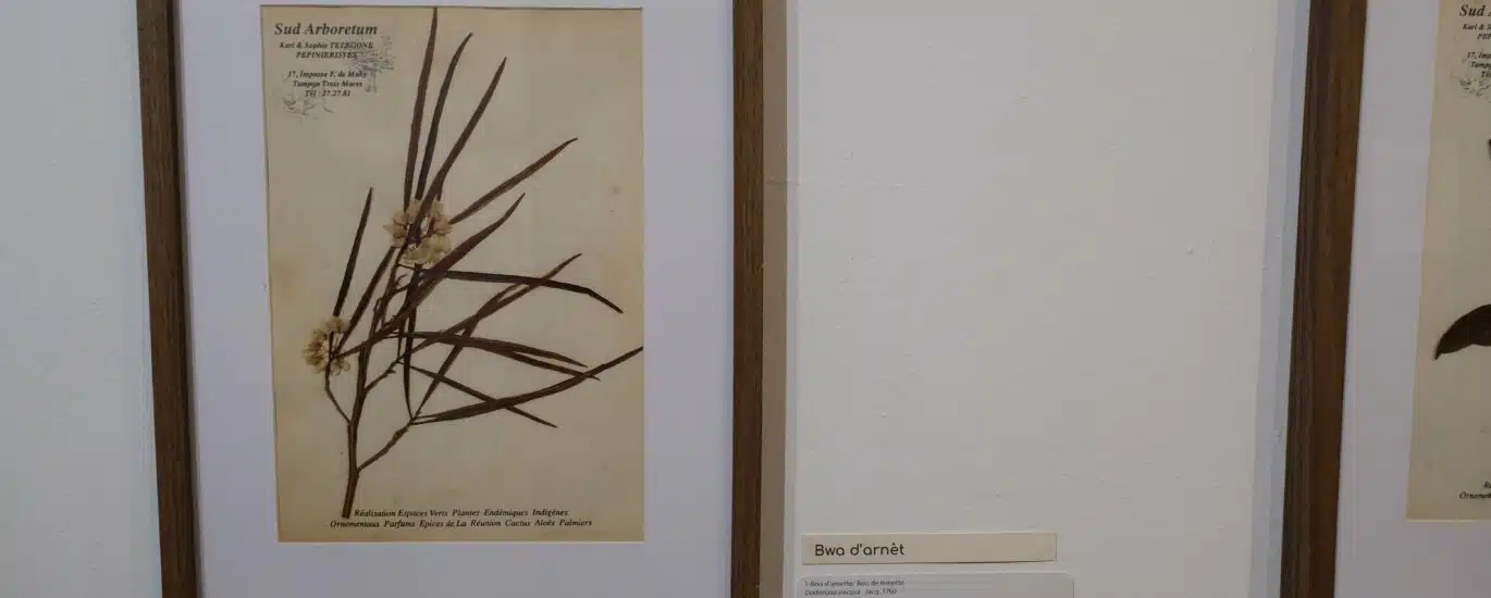 exposition galerie Hang'Art, Saint-Pierre, exposition Karl Télégone