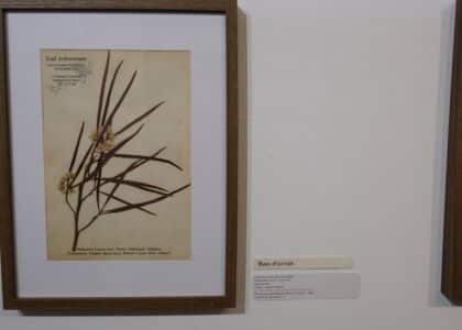 exposition galerie Hang'Art, Saint-Pierre, exposition Karl Télégone