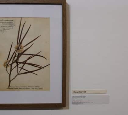 exposition galerie Hang'Art, Saint-Pierre, exposition Karl Télégone