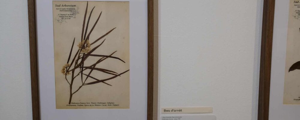 exposition galerie Hang'Art, Saint-Pierre, exposition Karl Télégone