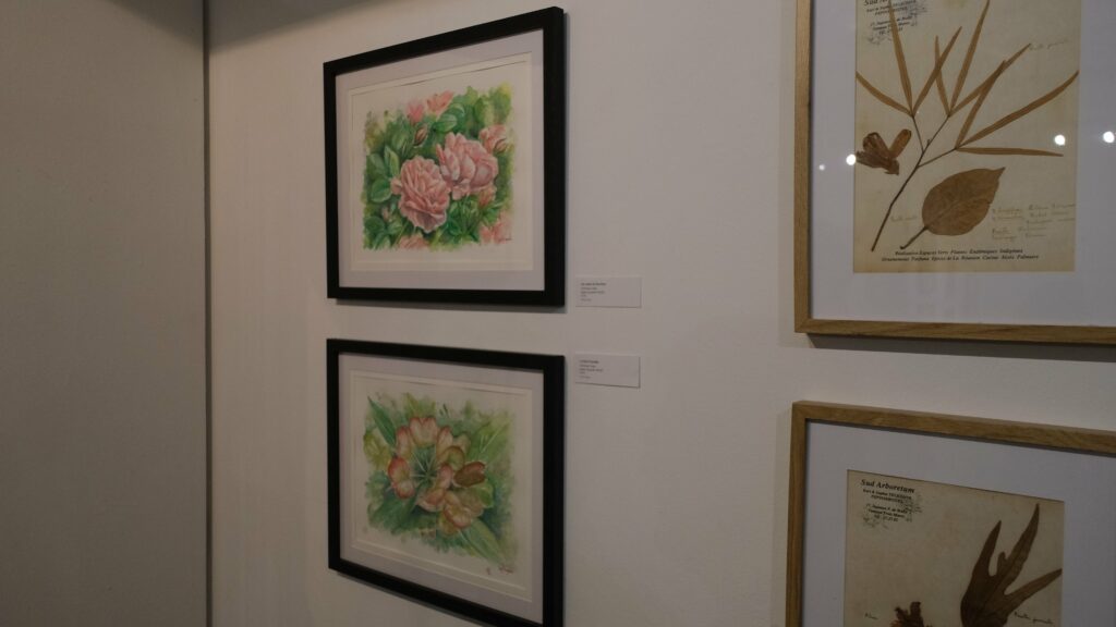 Aquarelles Danielle Gigan exposition galerie Hang'Art, Saint-Pierre, exposition Karl Télégone