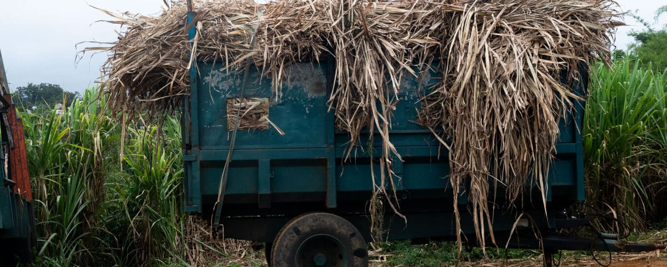 « Cachalot » rempli de canne à sucre. © Olivier Ceccaldi