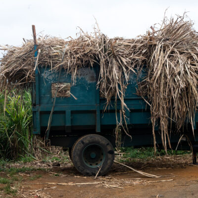 « Cachalot » rempli de canne à sucre. © Olivier Ceccaldi