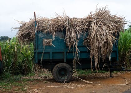 « Cachalot » rempli de canne à sucre. © Olivier Ceccaldi