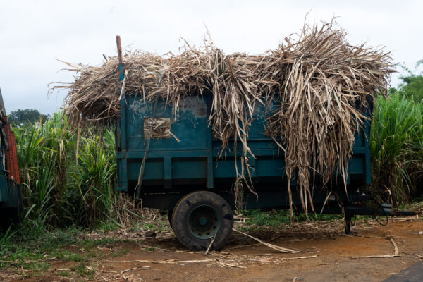 « Cachalot » rempli de canne à sucre. © Olivier Ceccaldi