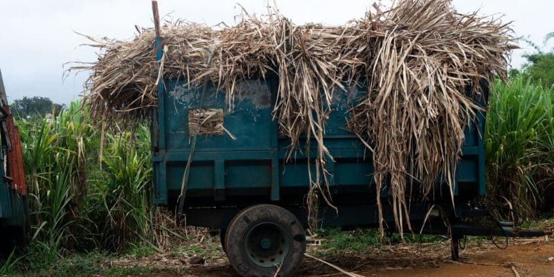 « Cachalot » rempli de canne à sucre. © Olivier Ceccaldi