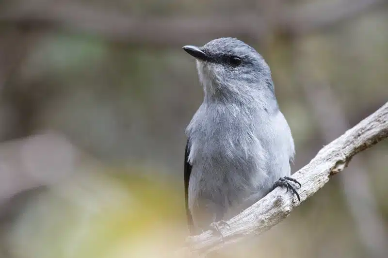 Tuit-tuit mâle : un oiseau très rare Jaime Martinez