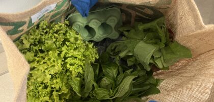 Un panier par semaine pour les adhérents au projet.